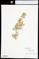 Ribes aureum var. aureum image