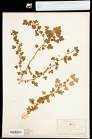 Ribes lobbii image