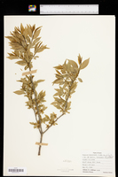 Rhamnus lanceolata subsp. glabrata image