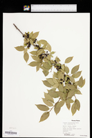 Rhamnus lanceolata subsp. glabrata image