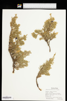 Juniperus horizontalis image