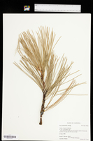 Pinus ponderosa var. ponderosa image