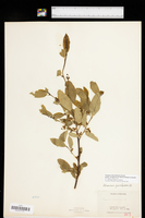 Frangula rubra subsp. nevadensis image