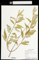 Salix amygdaloides image