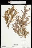 Salix exigua subsp. interior image