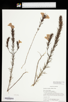Agalinis densiflora image