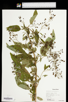 Scrophularia marilandica image