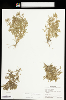 Leucospora multifida image