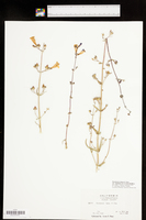 Penstemon laetus subsp. sagittatus image