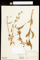 Penstemon grinnellii subsp. grinnellii image