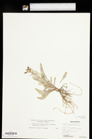 Penstemon nitidus var. nitidus image