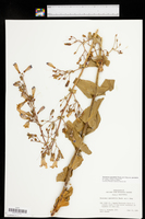 Penstemon spectabilis subsp. spectabilis image