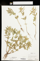 Monarda punctata var. occidentalis image