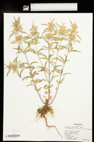 Monarda punctata var. occidentalis image