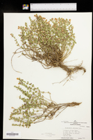 Scutellaria resinosa image