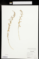 Chenopodium pratericola image