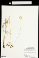 Lomatium simplex image