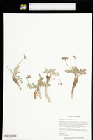 Lomatium ravenii image