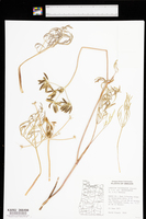 Lomatium triternatum var. macrocarpum image