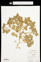 Physalis hederifolia image