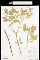 Physalis longifolia var. longifolia image