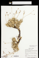 Eriogonum jamesii var. simplex image