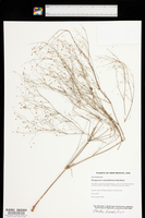 Eriogonum rotundifolium image