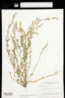 Polygonum aviculare subsp. depressum image