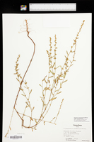 Polygonum ramosissimum subsp. ramosissimum image