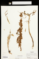 Rumex stenophyllus image
