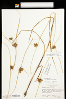 Bolboschoenus maritimus subsp. paludosus image