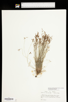 Bulbostylis ciliatifolia var. ciliatifolia image