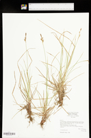 Carex inops subsp. inops image