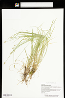 Carex leavenworthii image