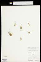 Eleocharis coloradoensis image
