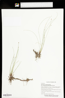 Eleocharis compressa var. acutisquamata image