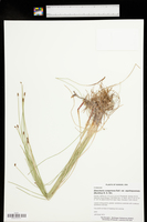 Eleocharis compressa var. acutisquamata image
