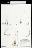 Eleocharis tenuis var. verrucosa image