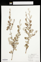Cercocarpus montanus var. argenteus image