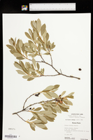 Prunus pumila var. besseyi image