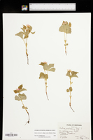 Rubus arcticus subsp. acaulis image