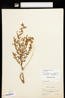Acmispon americanus var. americanus image