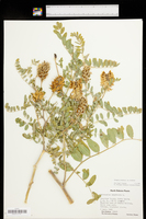 Astragalus canadensis var. canadensis image