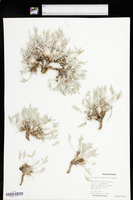 Astragalus gilviflorus var. gilviflorus image