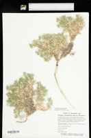 Astragalus kentrophyta var. kentrophyta image