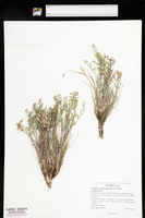 Astragalus argophyllus var. stocksii image