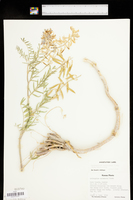 Astragalus racemosus var. racemosus image
