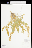 Astragalus mollissimus var. mollissimus image