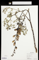 Baptisia australis var. minor image