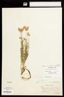 Dalea purpurea var. arenicola image